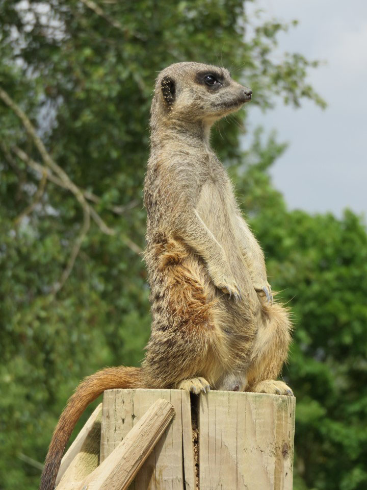 Meerkat | Animals | All Things Wild Meerkat | Animals | All Things Wild
