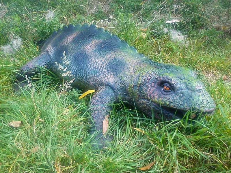 PLACODUS