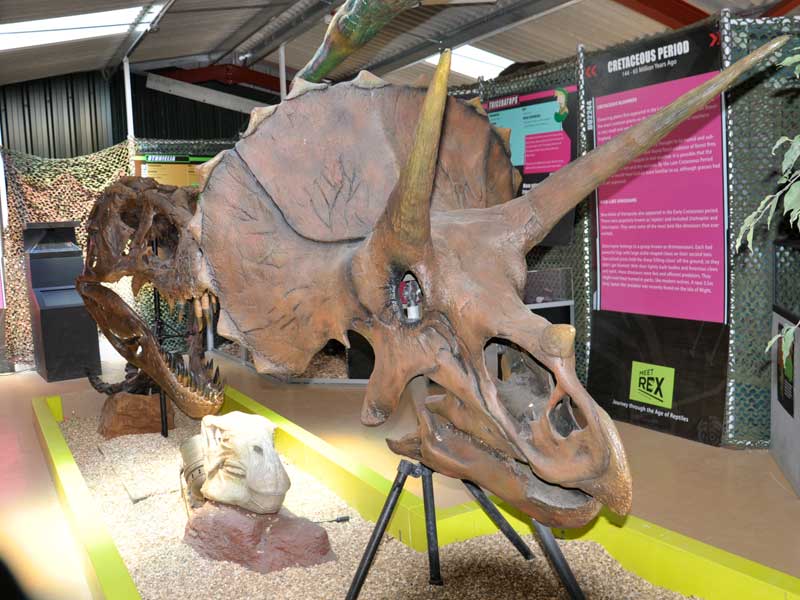dino-fossils
