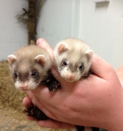 European black ferrets for sale cheap