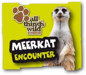 meerkat-encounter