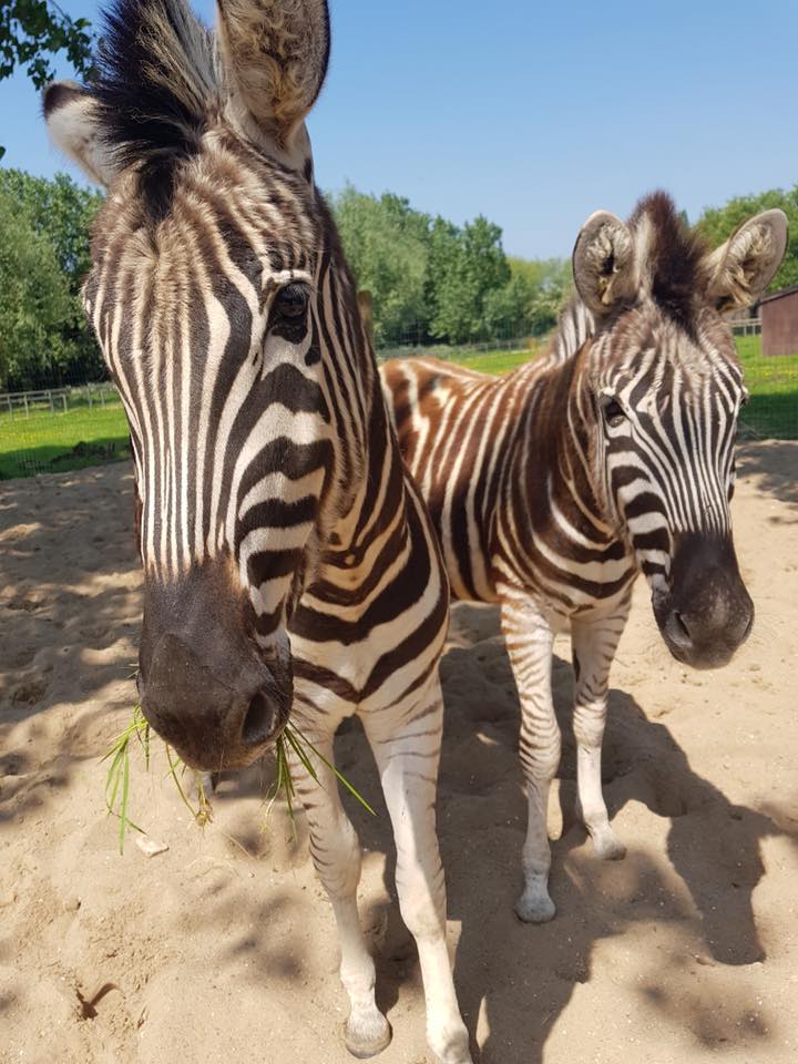 Chapman's Zebra | Animals | All Things Wild Chapman's Zebra | Animals | All Things Wild