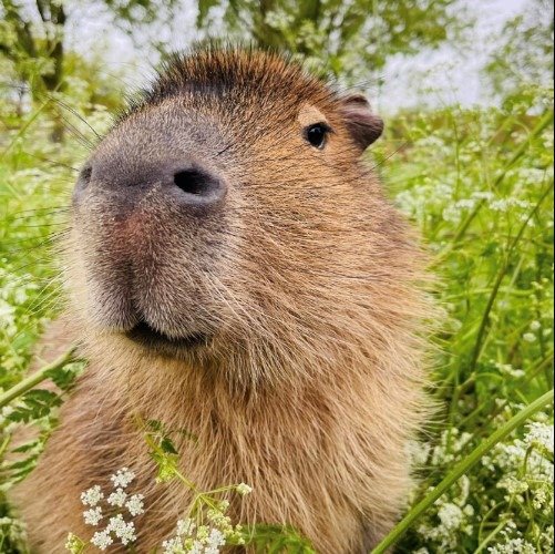 Capybara, Animals