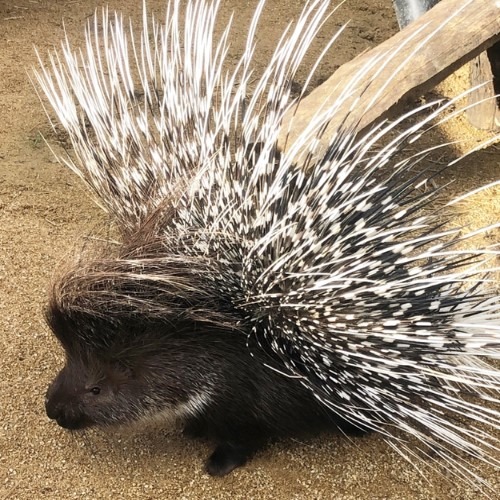 African Crested Porcupine | Animals | All Things Wild