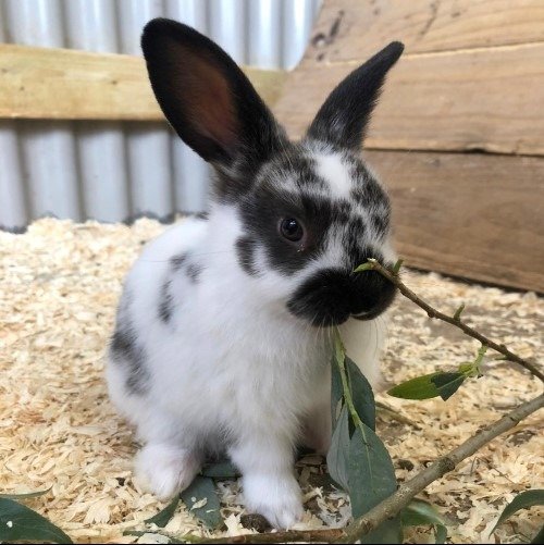 Oxbow guinea pig and dwarf shop rabbit habitat