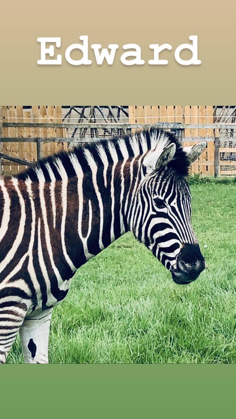 Chapman's Zebra | Animals | All Things Wild Chapman's Zebra | Animals | All Things Wild