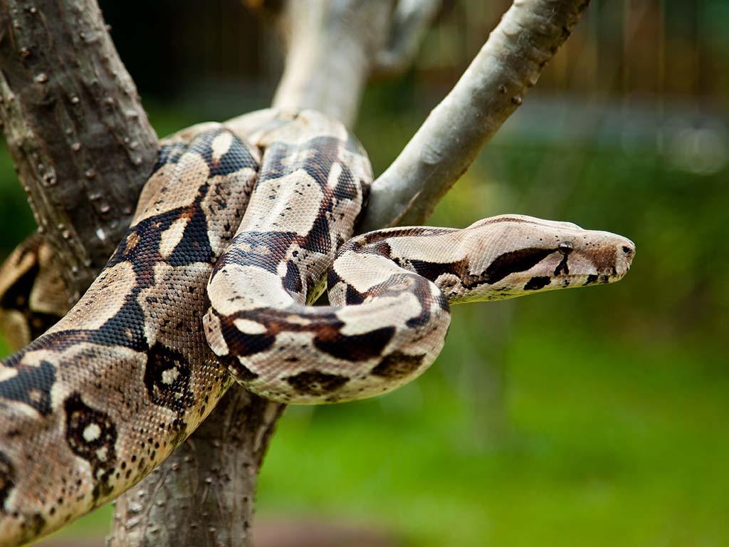 All Things Wild Boa Constrictor
