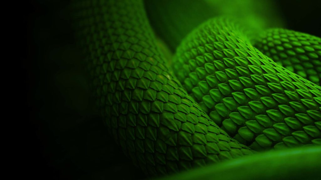 All Things Wild Reptile Encounter