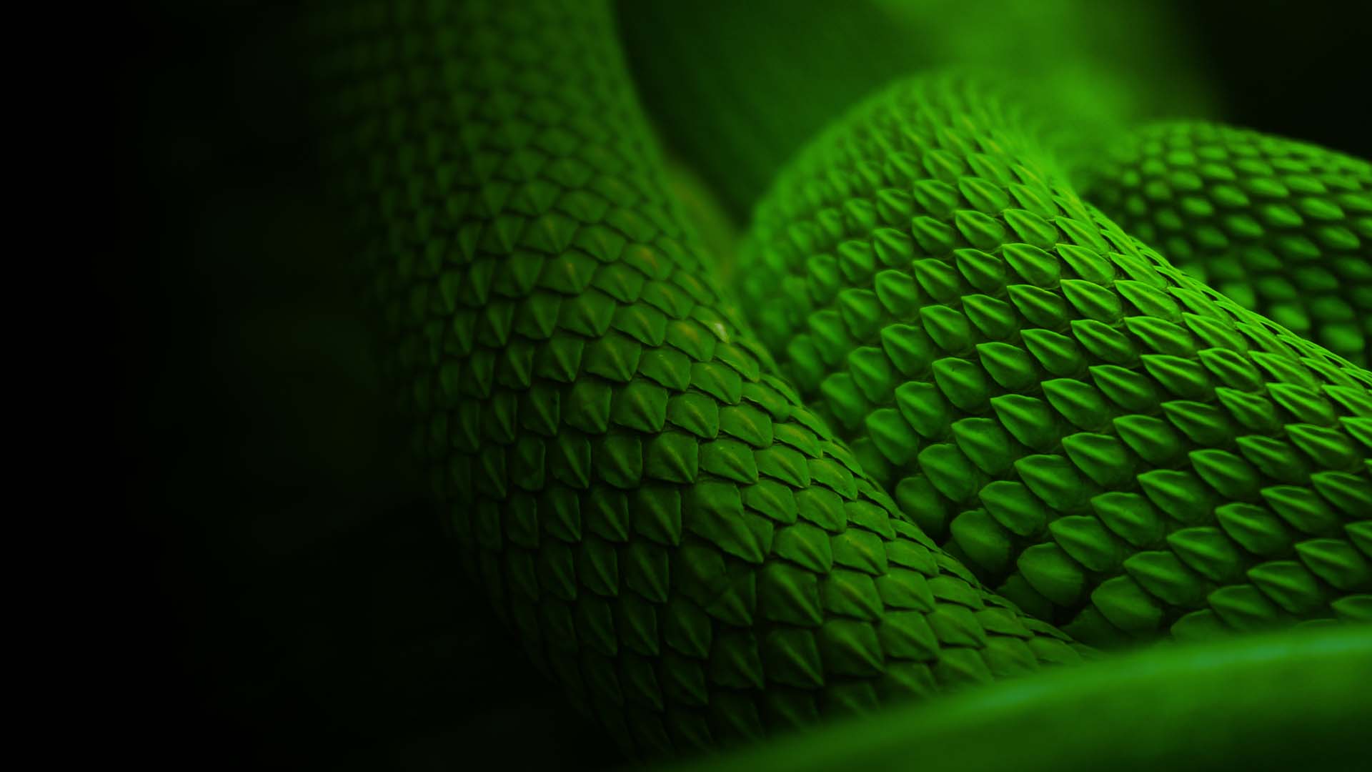 All Things Wild Reptile Encounter