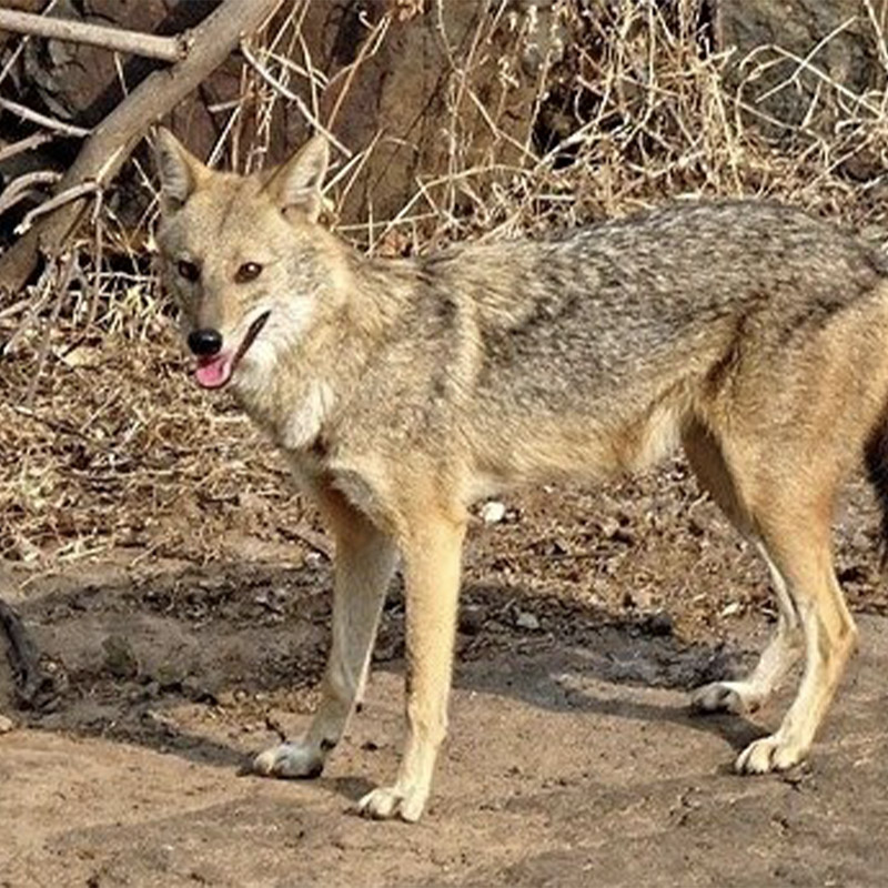 Golden Jackal | Animals | All Things Wild