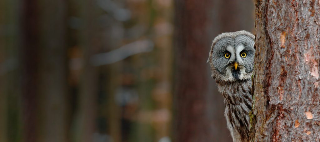 All Things Wild Header