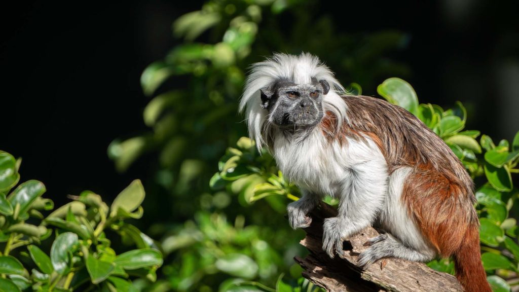Cotton Top Tamarin at All Things Wild