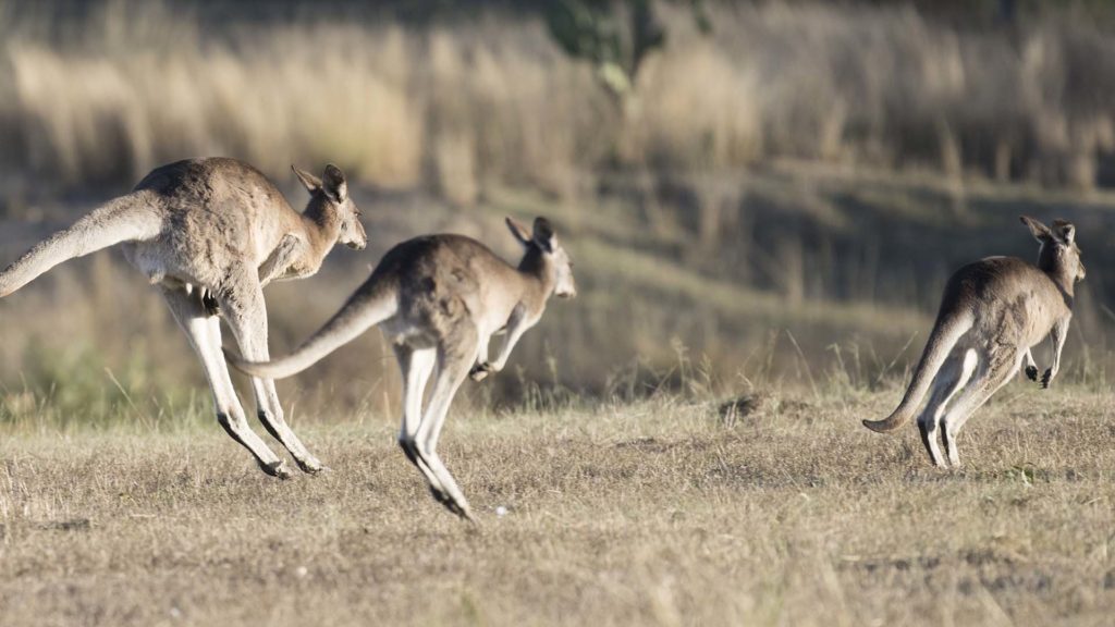 Kangaroo All Things Wild