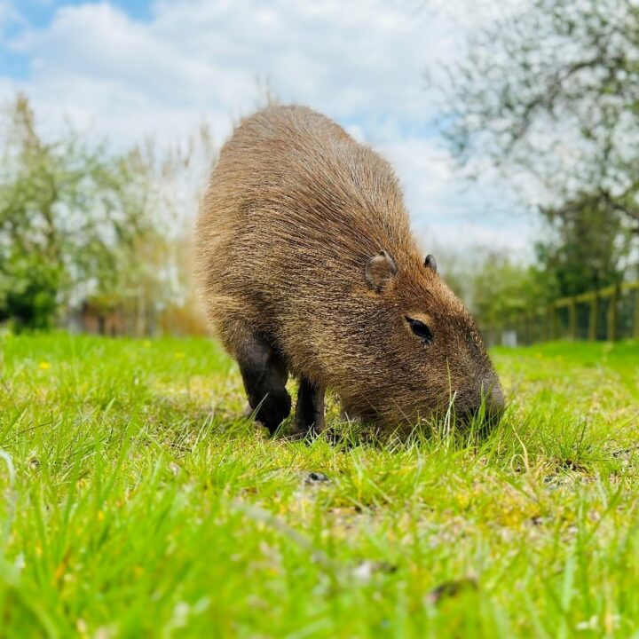 Capybara | Animals | All Things Wild