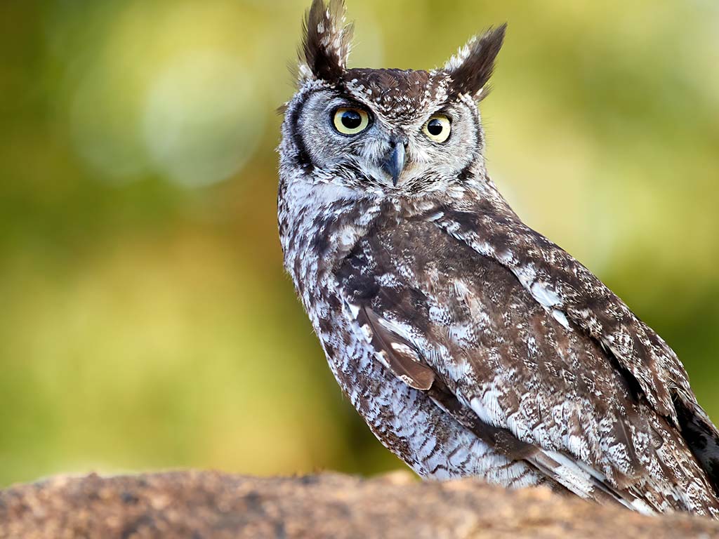 African Spotted Eagle Owl | Animals | All Things Wild