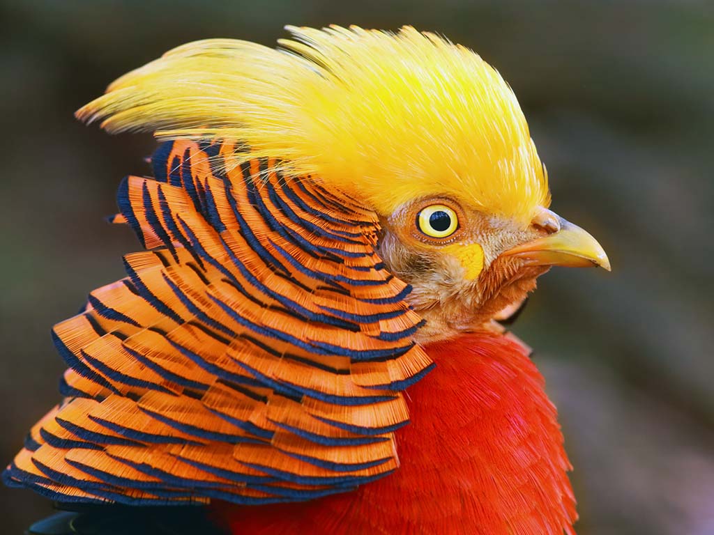 Golden Pheasant | Animals | All Things Wild