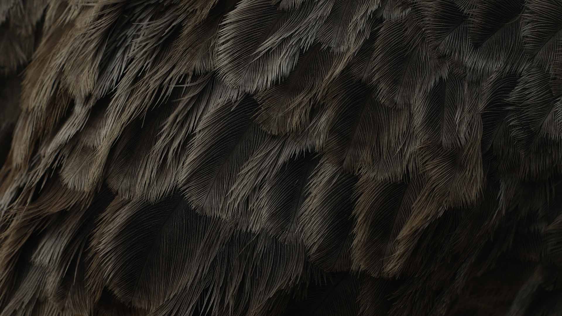 Feathers