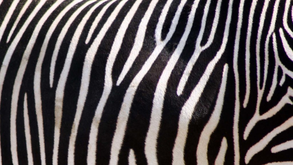 zebra