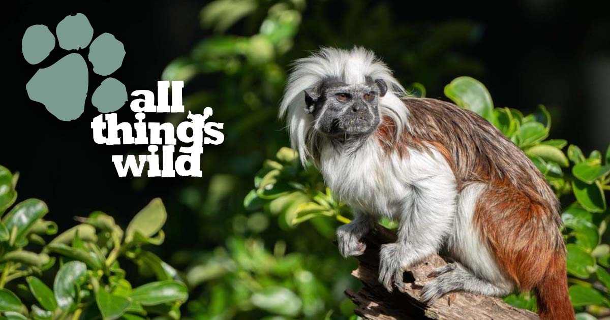All Things Wild | Family Fun All Year Round All Things Wild | Family Fun All Year Round