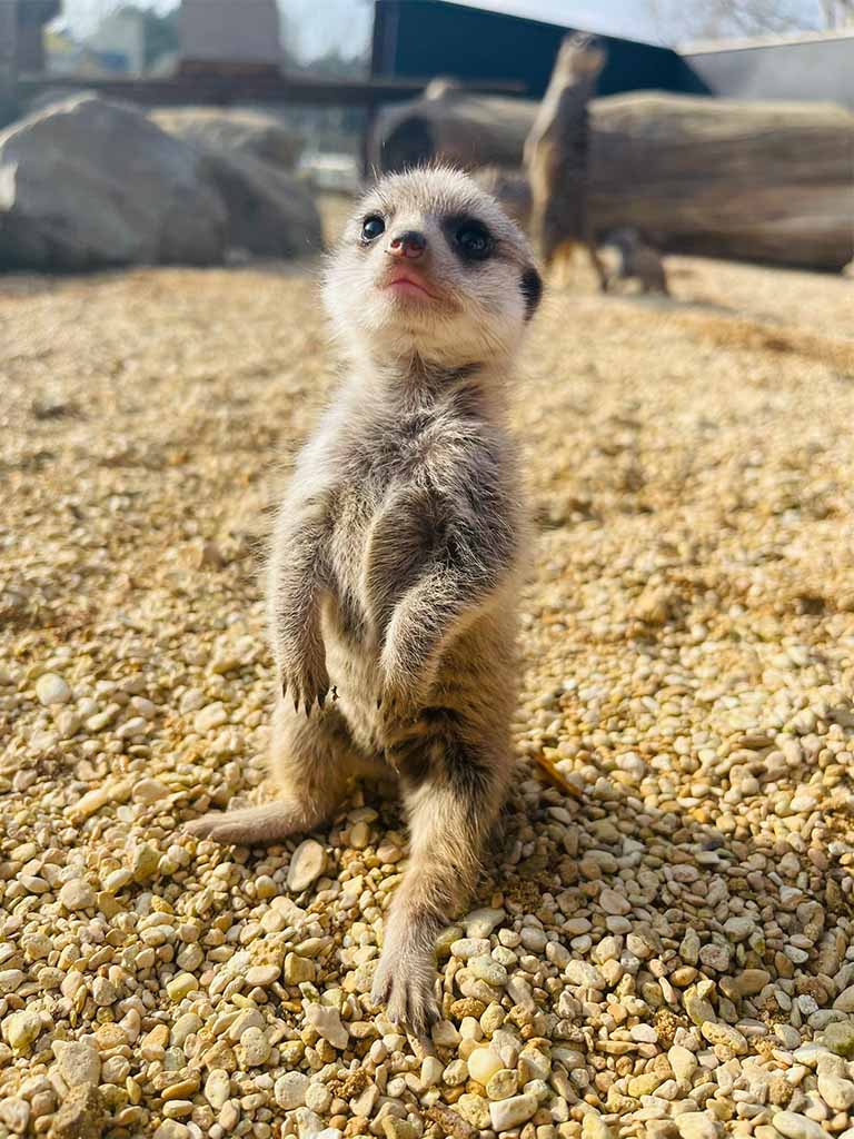 Meerkat | Animals | All Things Wild Meerkat | Animals | All Things Wild