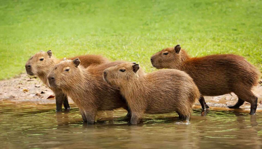 Capybara at All Things Wild