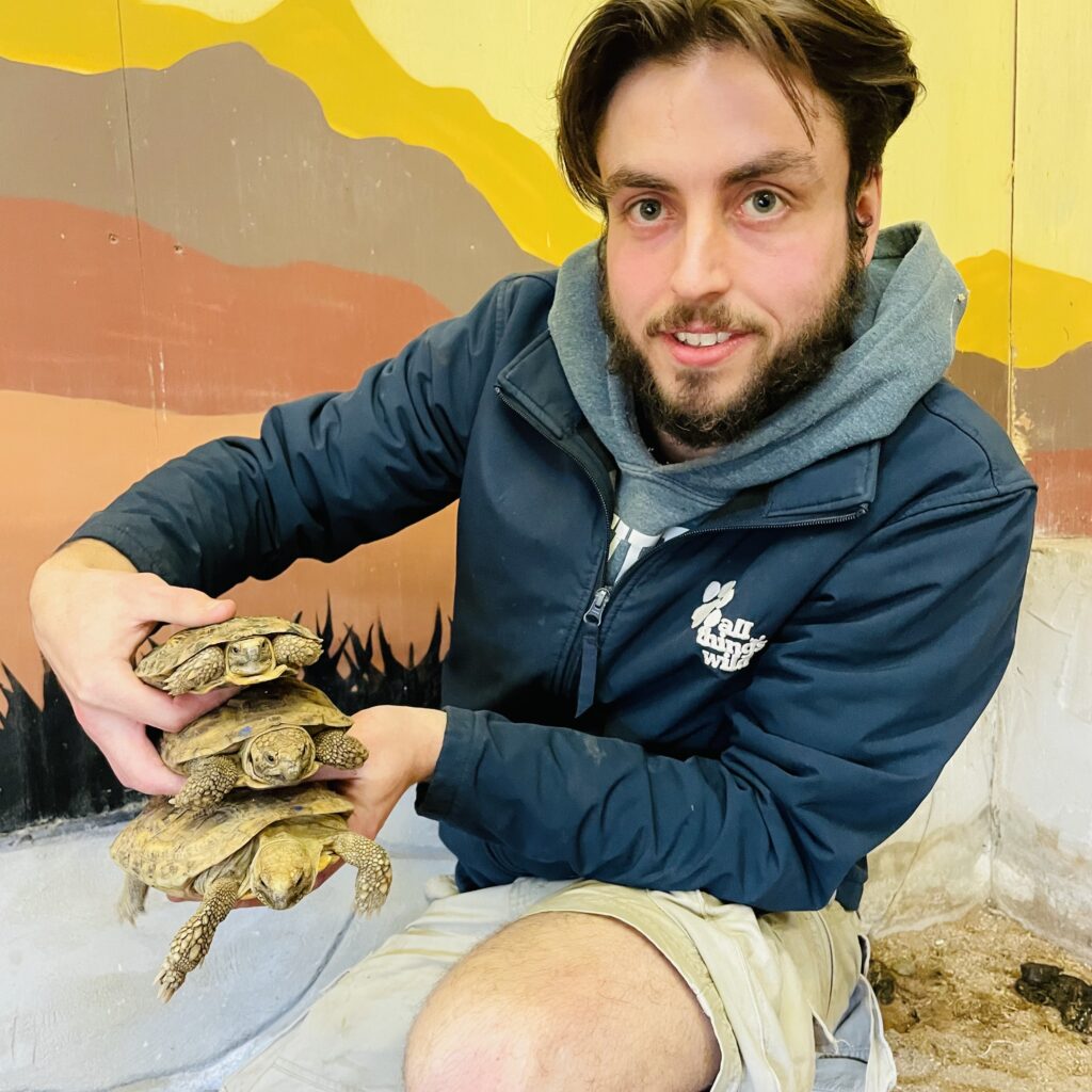 Animal Manager Matt Parker holding a 'stack' of Pancake Tortoises.