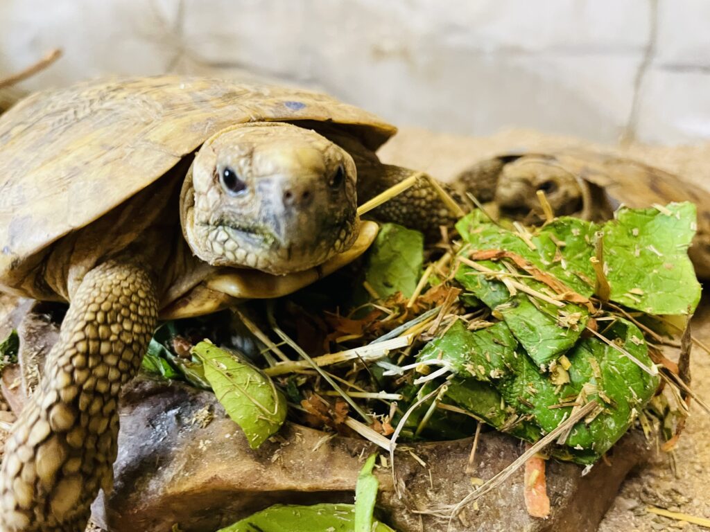 Pancake Tortoises have arr