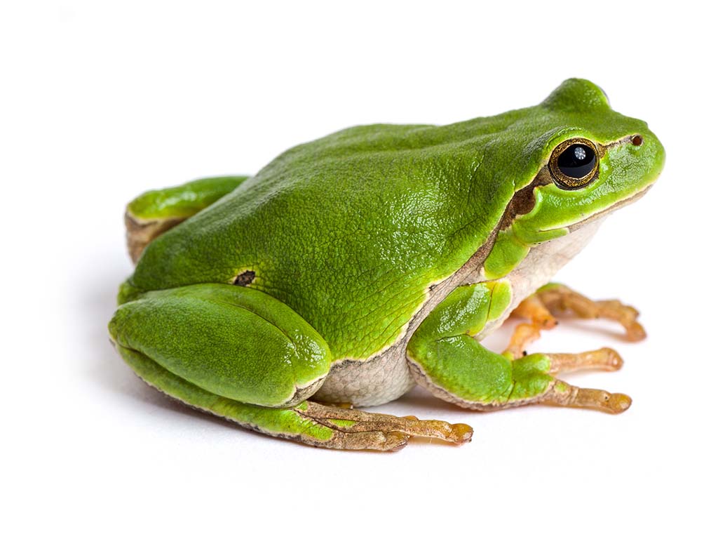 All Things Wild Frog