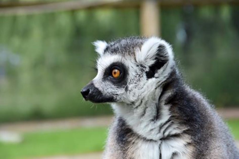 wild experience days