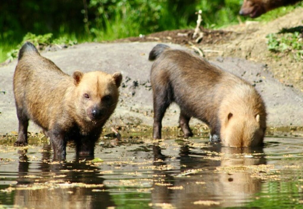 Bush Dogs | Animals | All Things Wild